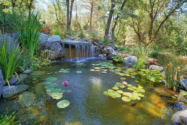 Buy Water Lilies: A Complete Guide to Choosing the Perfect Pond Plants