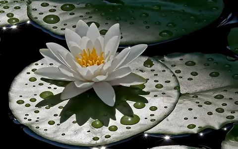 Buy Water Lilies and Transform Your Pond into a Colorful Oasis